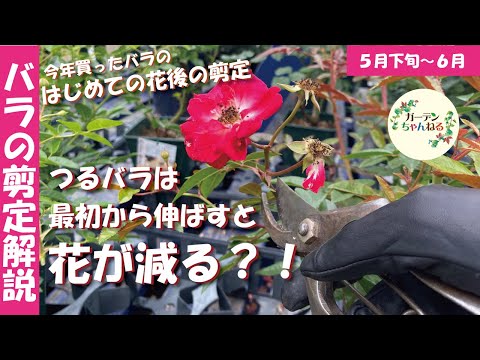  2022 年のバラの木の剪定時期はいつ?どうやって ？リーダーに従う ！  庭園