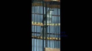 Download lagu BURUNG TRUCUKAN BORAK BARIK NGROPEL PANJANG PAS UNTUK PANCINGAN BUNYI mp3