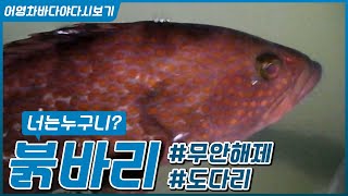 붉바리 양식/해남묵동/도다리  [어영차바다야 다시보기]