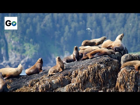 Kenai Fjords National Park