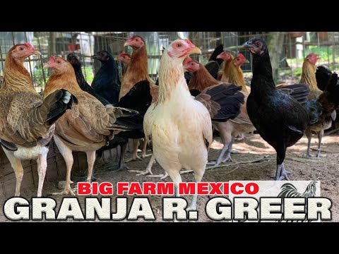 BIG FARM MEXICO !! Roberto Greer Garza Granja R. Greer