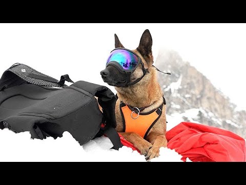 Behind the scenes with alpine rescue dogs ready to save lives