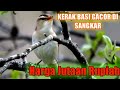 Download Lagu Suara Burung  Kerak Basi Alis Hitam Sinchan Gacor Mp3 Free