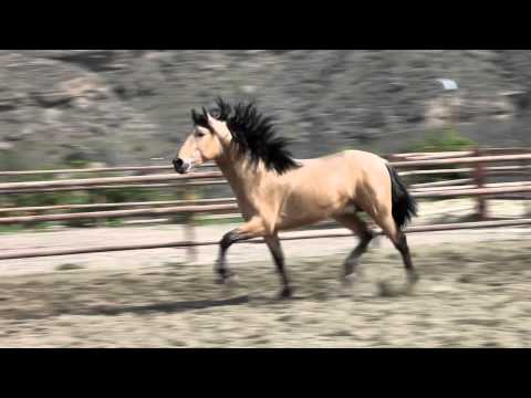 Spanish Buckskin Stallion
