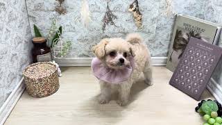 ハーフ犬の動画01