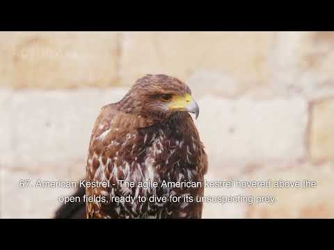 chidiya rani, chidiya ki kahani, chidiya, chidiya rani badi sayani, chidiya wala