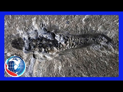 506 Million Year Old 'Mothra' Fossil Unveiled A Glimpse into Alien Like Early Life!