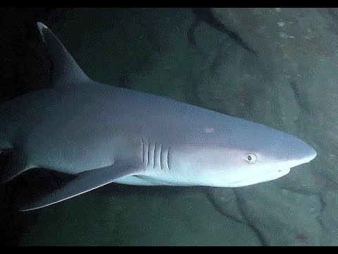 Tunnels Reef Kauai Sharks