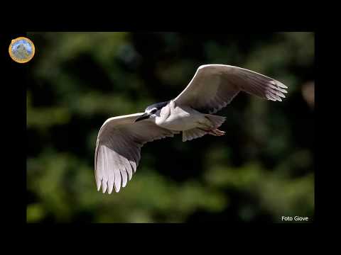 Giro della Riserva naturale Crava   Morozzo