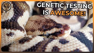 How to get a Genetic Test for your Ball Python in 2024!