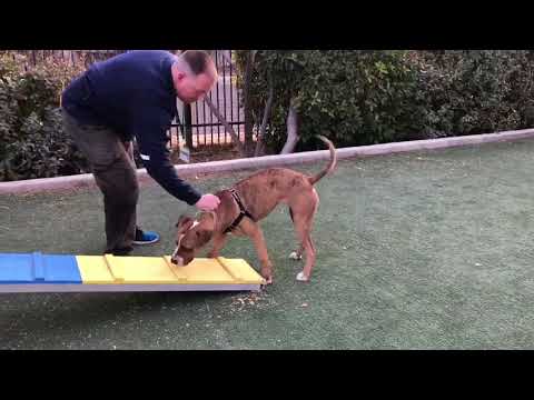 Nadira doing agility