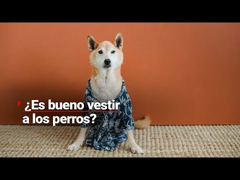 ¡Se acerca el frío! | ¿Es correcto poner ROPA a las mascotas? 🐶🐈‍⬛