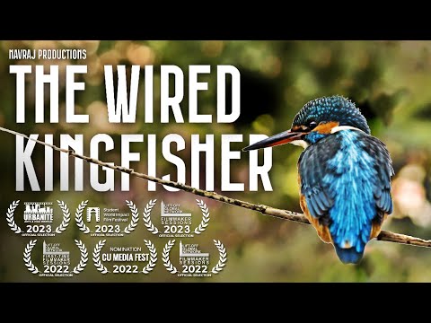 The Wired Kingfisher - Short Film  |  Navraj Productions