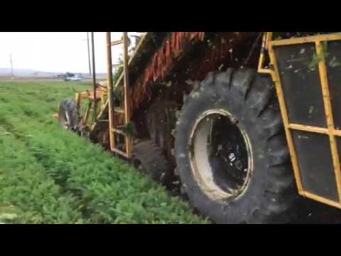 Imperator carrot harvest California