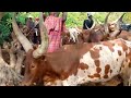 MALISA NG OMBE YA BASu Limbu Luchagula 2021