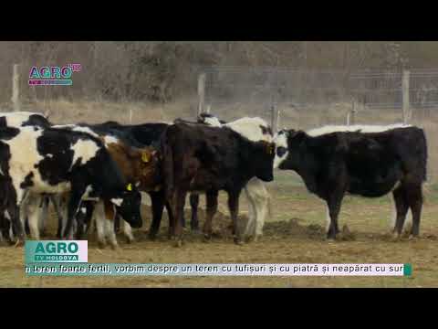 Soldații americani, voluntari într-o fermă din România – AGRO TV News