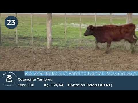 Lote Hembras - Dolores Bs As