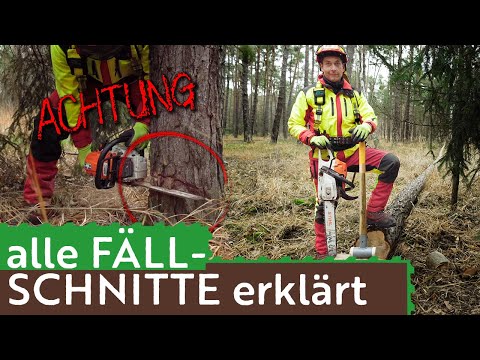 Safety felling techniques explained - these are the most important cuts