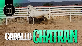 Chuy Lizárraga - El Vlog - Rancho El Aguacaliente -Caballo Chatran