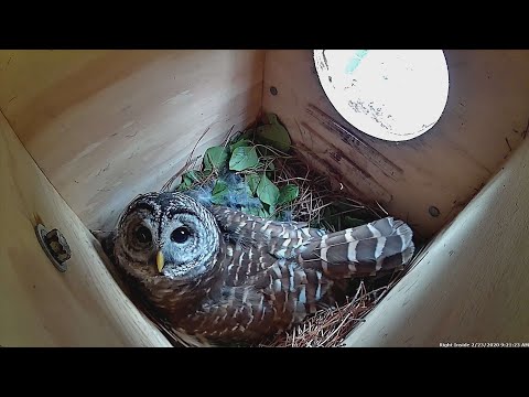 Momma Barred Owl Inside Nesting Box- BEAUTIFUL EYES!