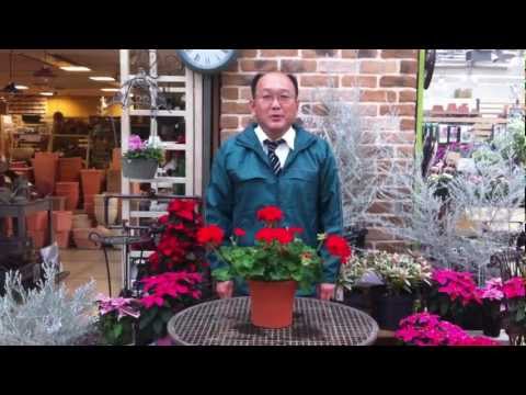 ゼラニウムに水をやる方法は？見事な開花の頻度、アドバイス、ケア  庭園