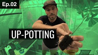 BuildASoil 10x10: UP-POTTING CLONES: Season 2 Ep. 2