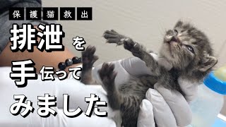 親とはぐれた赤ちゃん猫に母親がわりに排泄のお手伝いをしてみた