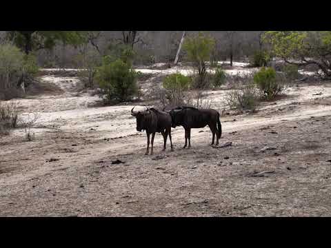 Djuma: Wildebeest and Impala - 06:42 - 11/12/18