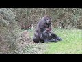 CHIMPS MATING