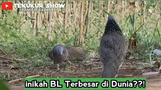 Download lagu MIKAT TEKUKUR SPORT LOKASI KERING, INI HASILNYA!!! mp3
