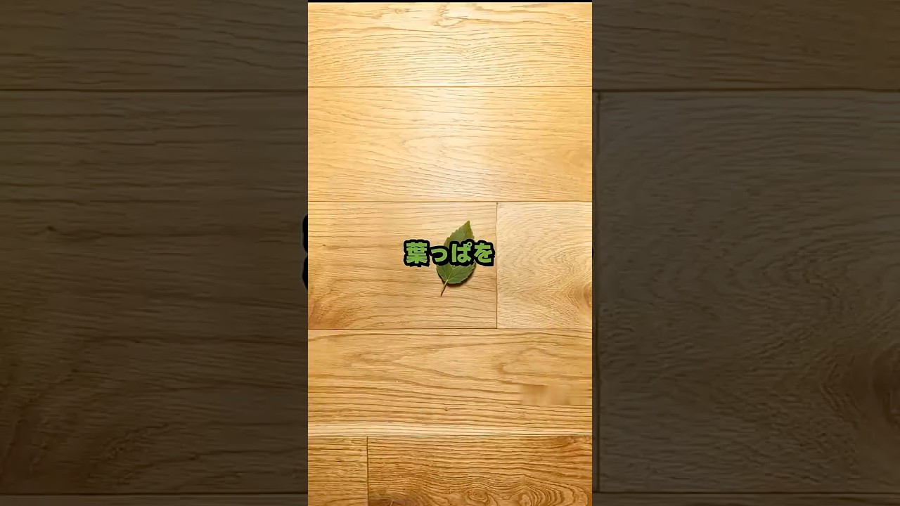 #顕微鏡 #ミクロの世界 #拡大