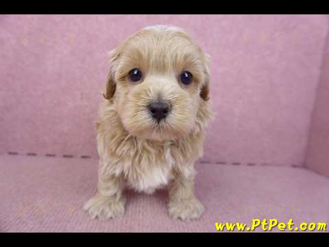 02/20馬爾泰迪公幼犬(嘉義市)