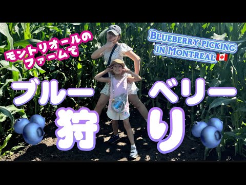 隠れた名所！モントリオールの農場で遊び尽くす一日🫐This Farm is a Hidden Gem🍦 Blueberry Picking in Montreal