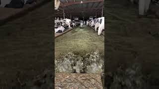 El sistema de ducha funciona bien, las vacas no se molestan en absoluto.
