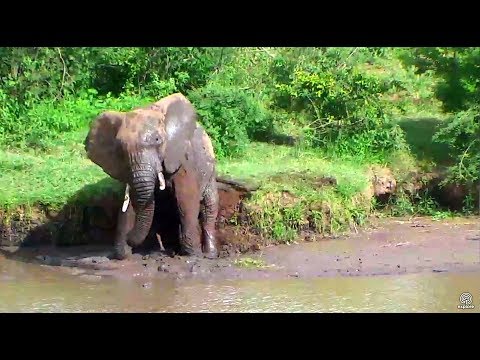 A lone Ele enjoying the mud! :-) Africa Watering Hole cam. 30 May 2017