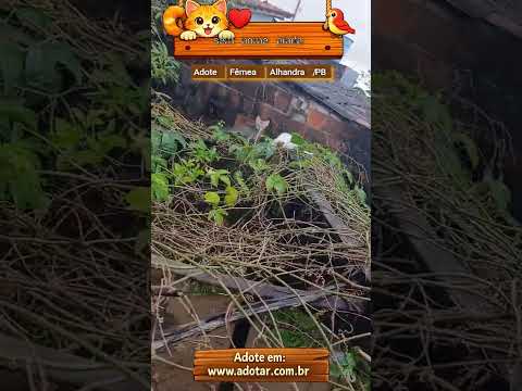 Vídeo de sem nome ainda 