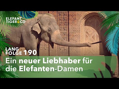 Der neue Casanova aus Hannover (Langfolge 190) | Elefant, Tiger & Co. | ARD