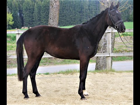 Frascina von Worrenberg, PL. geb. 4.2017, Frascino x Jazz