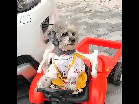 This dog is bullied just because it is kind.#pets #cute #shorts #funny