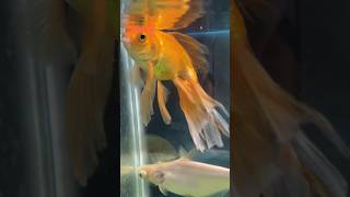 Download lagu Aquarium Fish 🐠 #fish #aquarium #shorts mp3
