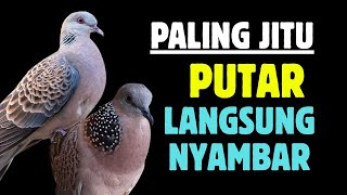 Download lagu Suara Tekukur Gacor Terbaru 2025 Cocok Untuk Pancingan Dan Pikat | SUARA TEKUKUR ALAM mp3