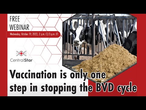 Vaccination is only one step in stopping the BVD cycle
