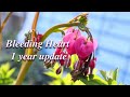 Bleeding Heart Plant 1 year update | How to plant a bleeding heart root (the correct way!)