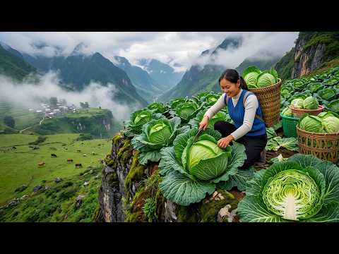 Harvesting 1 Ton Of Cabbages In Mountain, Taking Them To The Market And Sell Them All In One Morning