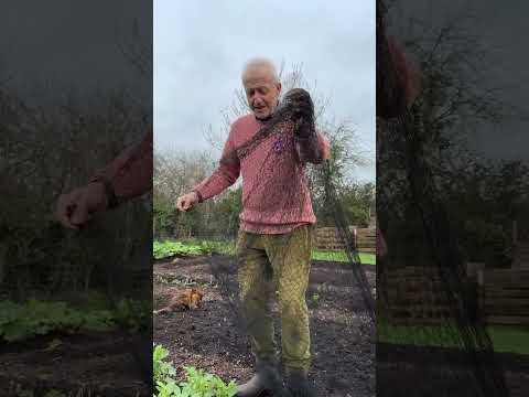 No-Dig Broad Beans: Winter Bird Netting Boosts Yield