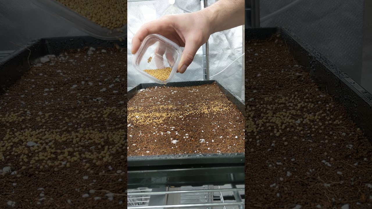 How to plant microgreen seeds evenly