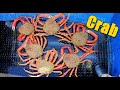 Lots Of Big Spider Crabs Today 7th Haul - Spider Crab Season 2024