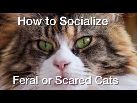 How to Socialize Feral or Scared Adult Cats