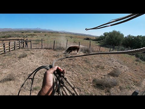 Mean Wild Bulls take down fence and broken fingers