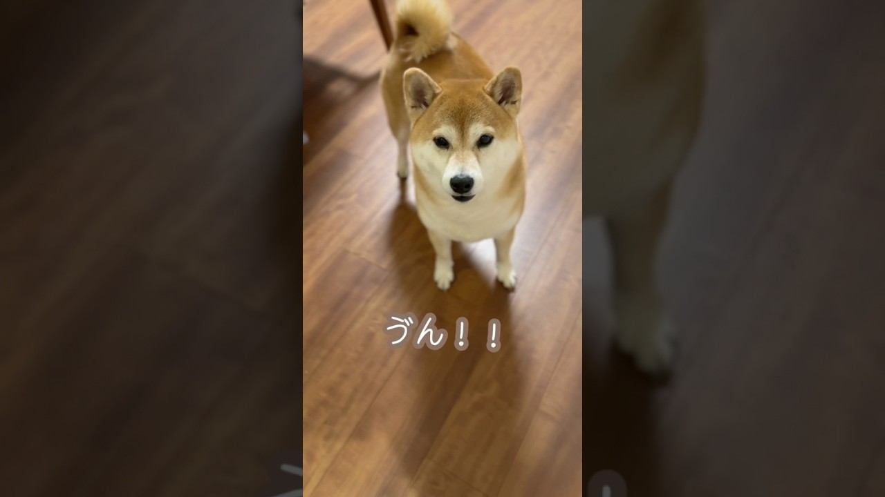 空返事からの元気なお返事 #柴犬 #shiba #話す犬